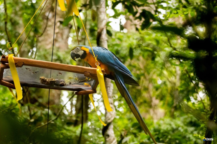 Parque Nacional da Tijuca recebe primeira soltura de araras-canindés