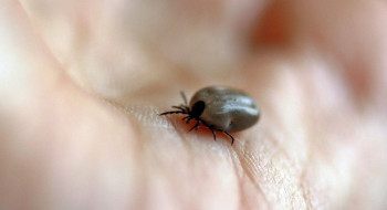 Parque no interior de SP é interditado após mortes por febre maculosa