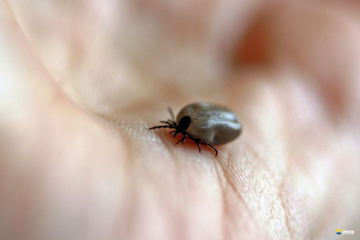 Parque no interior de SP é interditado após mortes por febre maculosa