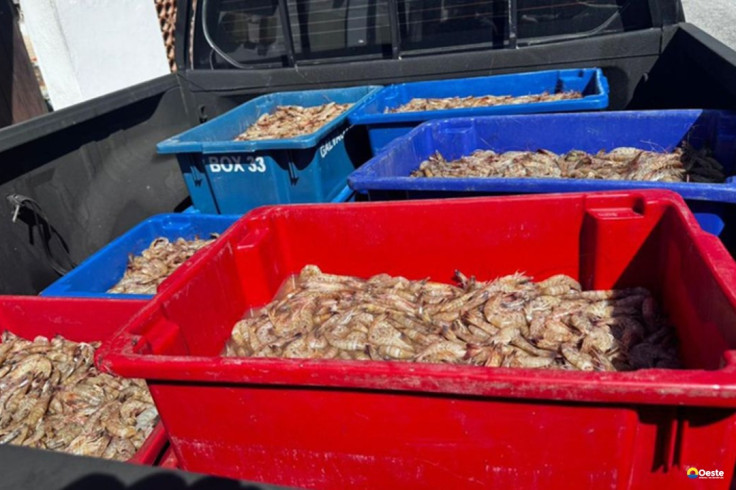 Pescadores são presos com 350 kg de camarão rosa no período do defeso