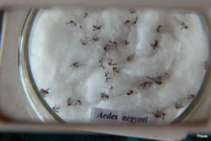 Pesquisa do Butantan padroniza nomenclatura de vírus da dengue