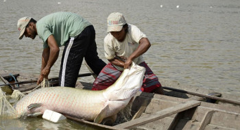 Pesquisa inédita com genoma protege espécies de peixes da Amazônia
