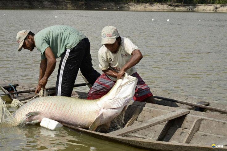 Pesquisa inédita com genoma protege espécies de peixes da Amazônia