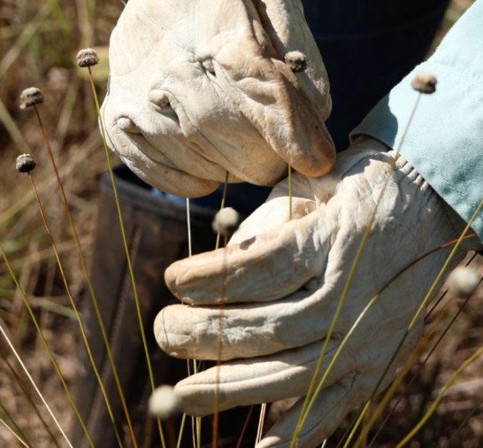 Pesquisadores encontram plantas consideradas extintas há 30 anos