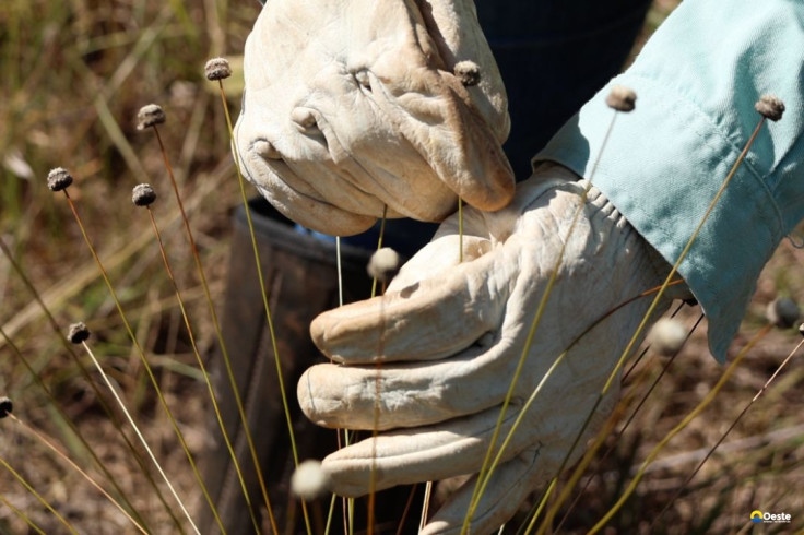 Pesquisadores encontram plantas consideradas extintas há 30 anos