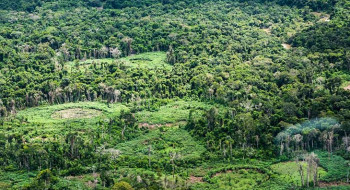 Plataforma pan-amazônica reúne 232 políticas públicas para bioeconomia