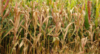 Praga do milho provoca prejuízo de R$ 33,6 bilhões por ano