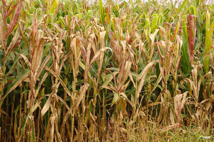 Praga do milho provoca prejuízo de R$ 33,6 bilhões por ano