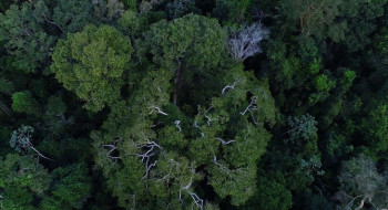 Previdência e BNDES querem incluir ESG na gestão de fundos de pensão