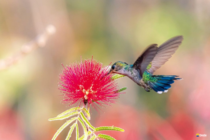 Primavera começa com ondas de calor e baixa umidade no país
