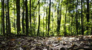 Produção florestal do país cresce 16,7% e chega a R$ 44,3 bi em 2024