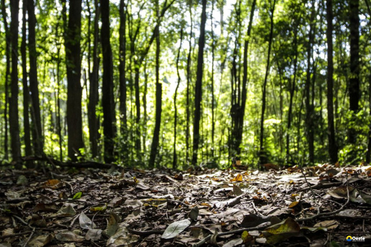 Produção florestal do país cresce 16,7% e chega a R$ 44,3 bi em 2024