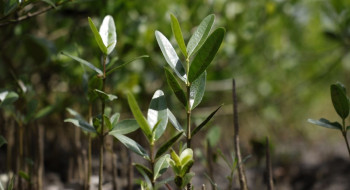Programa Restaura Amazônia aprova 17 projetos em assentamentos