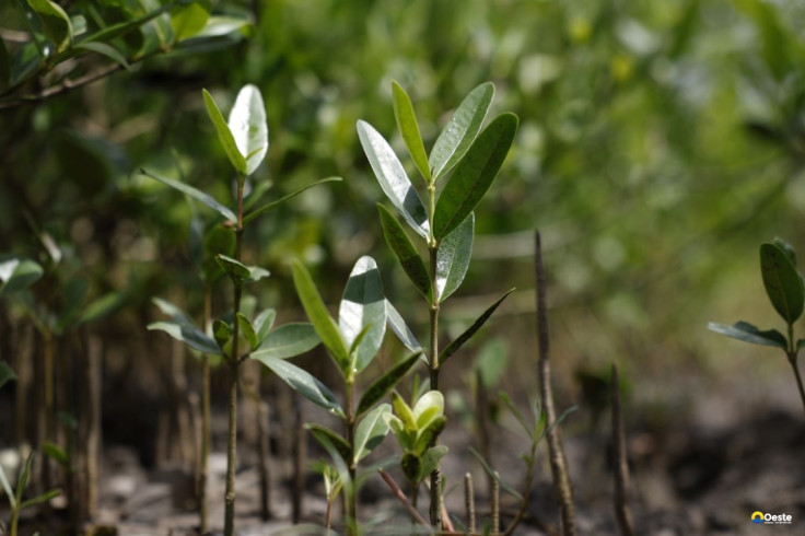 Programa Restaura Amazônia aprova 17 projetos em assentamentos