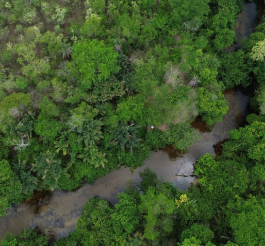Projeto busca restaurar 600 mil hectares de vegetação nativa no Brasil