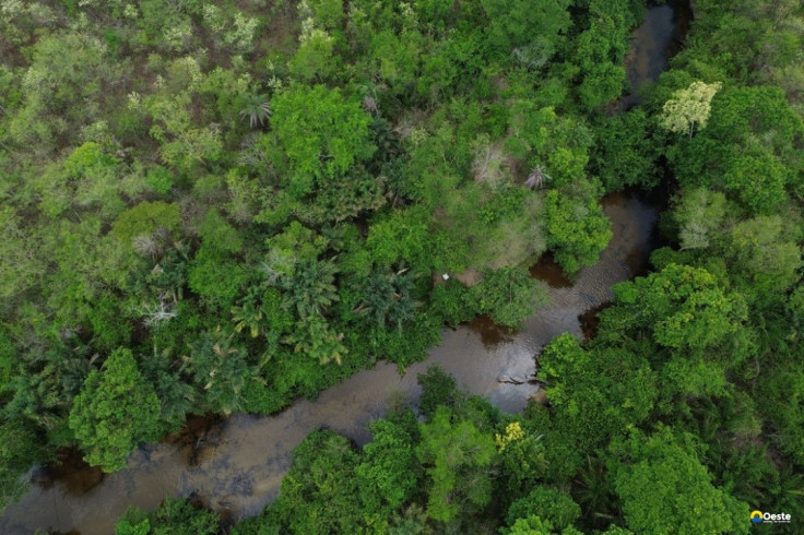 Projeto busca restaurar 600 mil hectares de vegetação nativa no Brasil