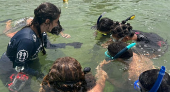 Projeto no Rio forma guardiões de cavalos-marinhos de 12 a 14 anos
