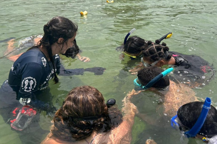 Projeto no Rio forma guardiões de cavalos-marinhos de 12 a 14 anos