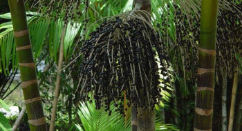 Projeto transforma áreas de queimada em produção sustentável no Marajó