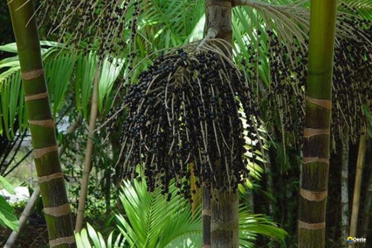 Projeto transforma áreas de queimada em produção sustentável no Marajó