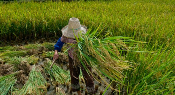 Promulgado protocolo da OIT contra trabalho forçado