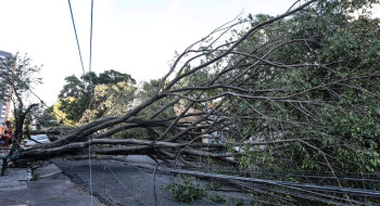 Queda de árvore provoca morte em Guarulhos, diz Defesa Civil