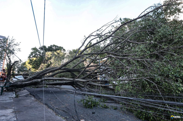 Queda de árvore provoca morte em Guarulhos, diz Defesa Civil