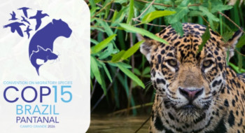 Queda na conservação de espécies migratórias pautará encontro da ONU