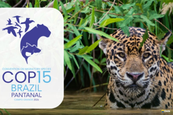 Queda na conservação de espécies migratórias pautará encontro da ONU