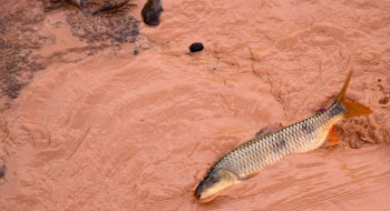 Samarco e Vale são multadas em mais de R$ 1,8 bilhão