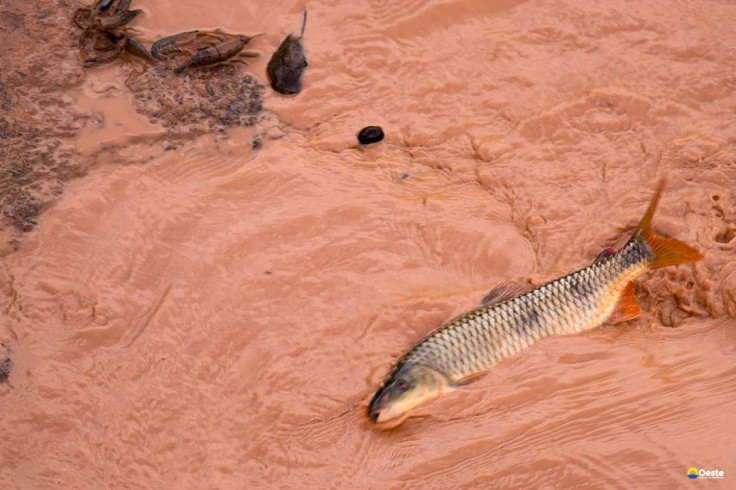 Samarco e Vale são multadas em mais de R$ 1,8 bilhão