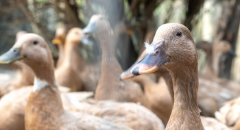 Sancionada lei que proíbe produção e comercialização de foie gras