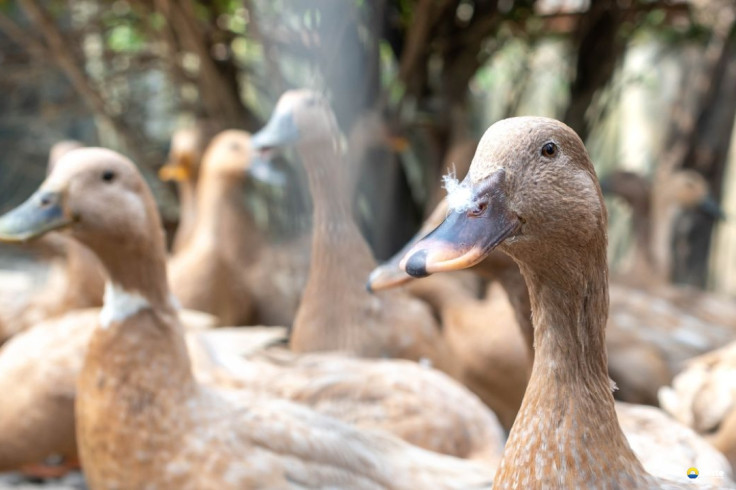 Sancionada lei que proíbe produção e comercialização de fois gras