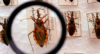 Saúde anuncia R$ 12 milhões para enfrentamento da doença de Chagas
