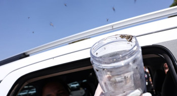 Saúde libera mosquitos estéreis para frear reprodução do Aedes