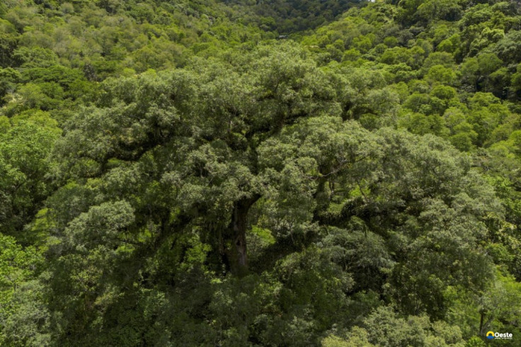 Seleção TV Brasil: conheça os 12 contemplados na linha sobre natureza
