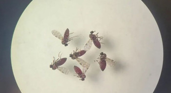 Subnotificados, casos de Oropouche atingem 2% da população brasileira