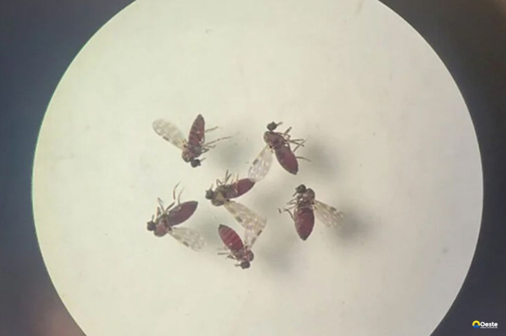 Subnotificados, casos de Oropouche atingem 2% da população brasileira