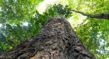 Suíça anuncia doação de R$ 33 milhões para Fundo Amazônia