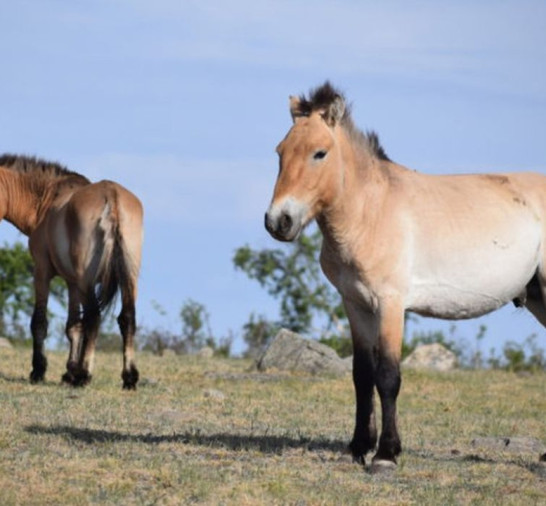 Takhi, o cavalo selvagem que virou símbolo de restauração na Mongólia