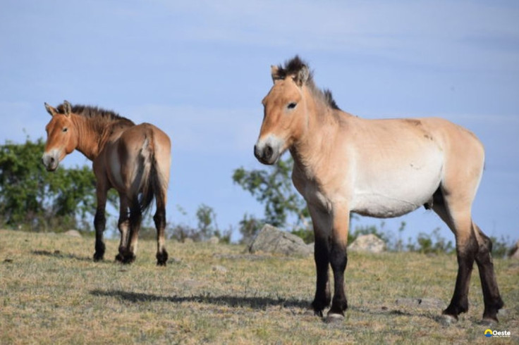 Takhi, o cavalo selvagem que virou símbolo de restauração na Mongólia