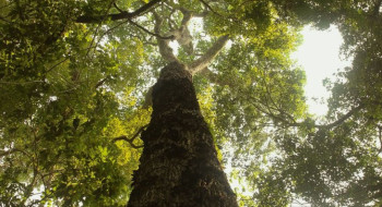 TV Brasil estreia nova temporada de "Parques do Brasil" neste domingo