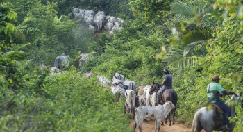 Vaqueiro contratado pelo Ibama é morto em terra indígena no Pará