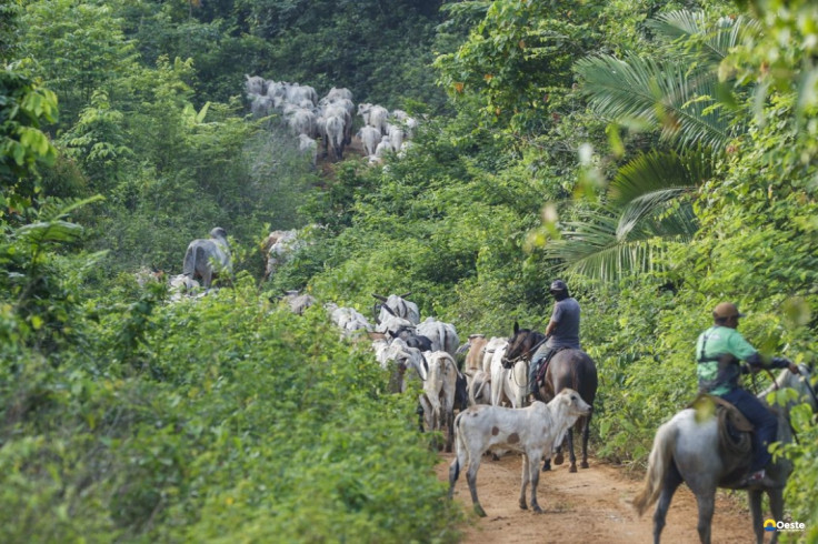 Vaqueiro contratado pelo Ibama é morto em terra indígena no Pará